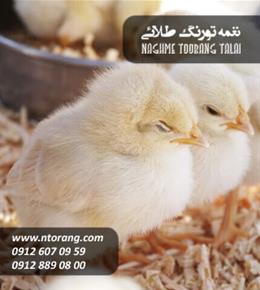 فروش جوجه گوشتی کنسلی